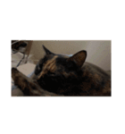 あいまりべるがぞーすたんぷ（個別スタンプ：11）