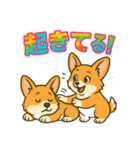 イジー コーギー1（個別スタンプ：1）