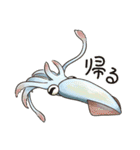 イカたちのまいにち（個別スタンプ：8）
