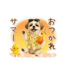 ▶動く癒しシーズーの「夏」の毎日（個別スタンプ：13）