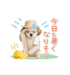 ▶動く癒しシーズーの「夏」の毎日（個別スタンプ：14）