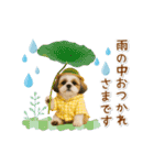 ▶動く癒しシーズーの「夏」の毎日（個別スタンプ：23）