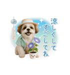 ▶動く癒しシーズーの「夏」の毎日（個別スタンプ：24）
