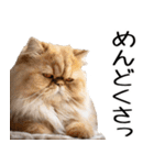 やる気がない☆にゃんこ（個別スタンプ：2）