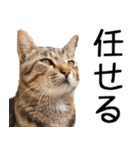 やる気がない☆にゃんこ（個別スタンプ：4）