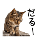 やる気がない☆にゃんこ（個別スタンプ：5）
