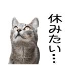 やる気がない☆にゃんこ（個別スタンプ：6）