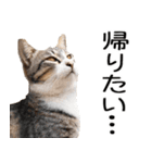 やる気がない☆にゃんこ（個別スタンプ：8）