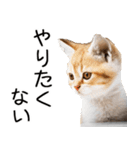 やる気がない☆にゃんこ（個別スタンプ：9）