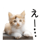 やる気がない☆にゃんこ（個別スタンプ：11）