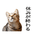 やる気がない☆にゃんこ（個別スタンプ：13）