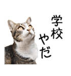 やる気がない☆にゃんこ（個別スタンプ：15）