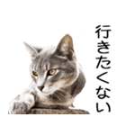 やる気がない☆にゃんこ（個別スタンプ：16）