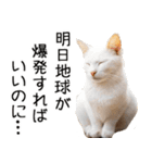 やる気がない☆にゃんこ（個別スタンプ：20）