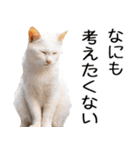 やる気がない☆にゃんこ（個別スタンプ：23）