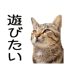 やる気がない☆にゃんこ（個別スタンプ：24）