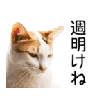 やる気がない☆にゃんこ（個別スタンプ：26）