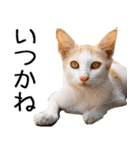 やる気がない☆にゃんこ（個別スタンプ：27）