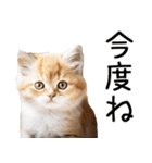 やる気がない☆にゃんこ（個別スタンプ：28）