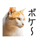 やる気がない☆にゃんこ（個別スタンプ：29）
