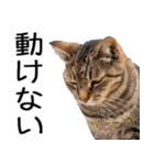 やる気がない☆にゃんこ（個別スタンプ：30）