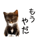 やる気がない☆にゃんこ（個別スタンプ：32）