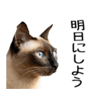 やる気がない☆にゃんこ（個別スタンプ：35）