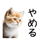やる気がない☆にゃんこ（個別スタンプ：36）