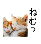 やる気がない☆にゃんこ（個別スタンプ：37）