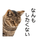 やる気がない☆にゃんこ（個別スタンプ：39）