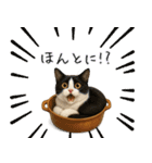 わが家の鍋ねこ（個別スタンプ：1）