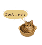 わが家の鍋ねこ（個別スタンプ：6）