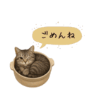 わが家の鍋ねこ（個別スタンプ：7）