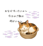 わが家の鍋ねこ（個別スタンプ：10）