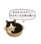 わが家の鍋ねこ（個別スタンプ：11）