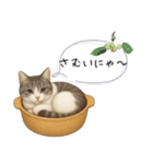 わが家の鍋ねこ（個別スタンプ：19）