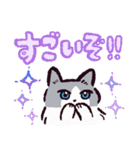 ラグドールです。2（個別スタンプ：1）