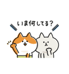 ゆるゆるニャンコの状況報告（個別スタンプ：1）