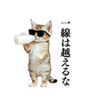 【ネタ・爆笑】極道のヤクザになった子猫（個別スタンプ：35）