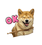 高知の柴犬リンちゃん（個別スタンプ：1）