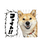 高知の柴犬リンちゃん（個別スタンプ：2）