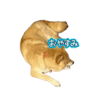高知の柴犬リンちゃん（個別スタンプ：3）