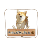 高知の柴犬リンちゃん（個別スタンプ：4）