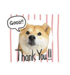 高知の柴犬リンちゃん（個別スタンプ：6）