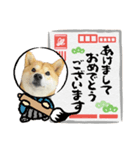 高知の柴犬リンちゃん（個別スタンプ：8）