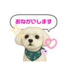 マルチーズあつし スタンプ（個別スタンプ：1）