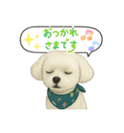 マルチーズあつし スタンプ（個別スタンプ：3）