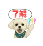 マルチーズあつし スタンプ（個別スタンプ：6）