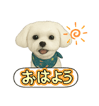 マルチーズあつし スタンプ（個別スタンプ：8）