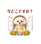 かわいいマルチーズの日常会話スタンプ3（個別スタンプ：24）